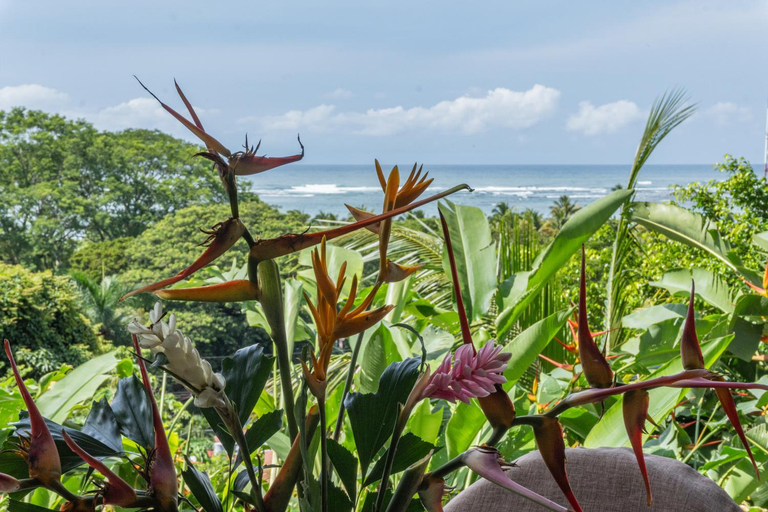 Others 3, Mot Mot Vacation, Nicoya