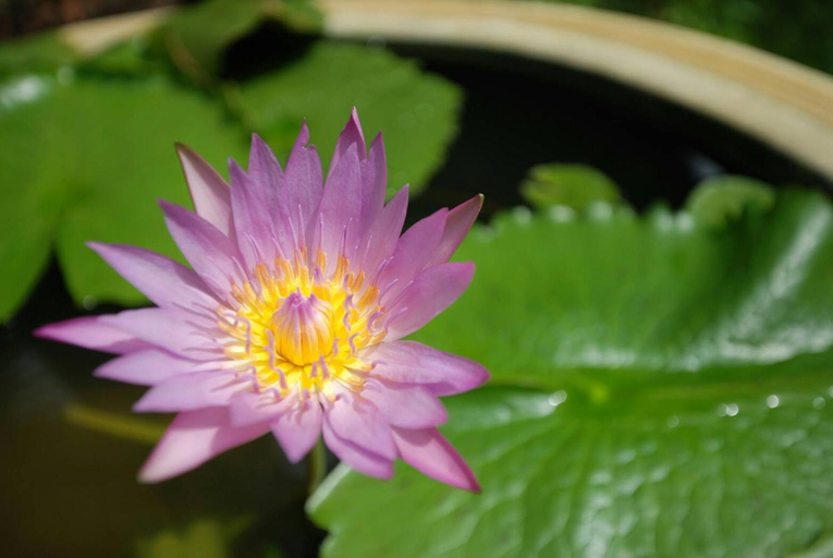 Others 5, Baan Kiang Chan, Mae Sot