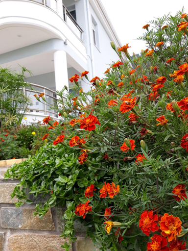 Exterior & Views 1, Olive Garden Villas and Apartments, East Macedonia and Thrace
