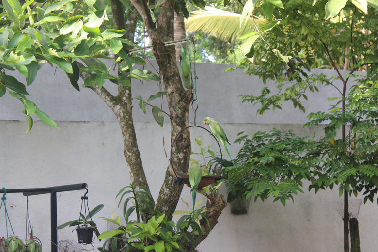 Others 2, Palm Garden Guest House, Habaraduwa