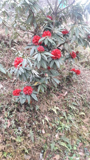 Others 2, Soshing Homestay, South Sikkim