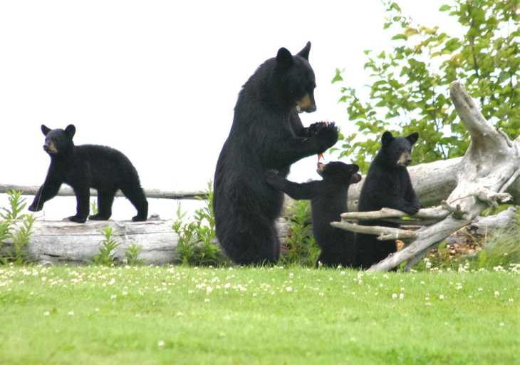 Others 3, Clam Gulch Lodge, Kenai Peninsula