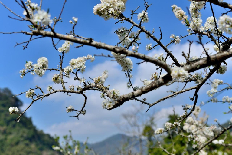 5, Natural Residence B&B, Miaoli
