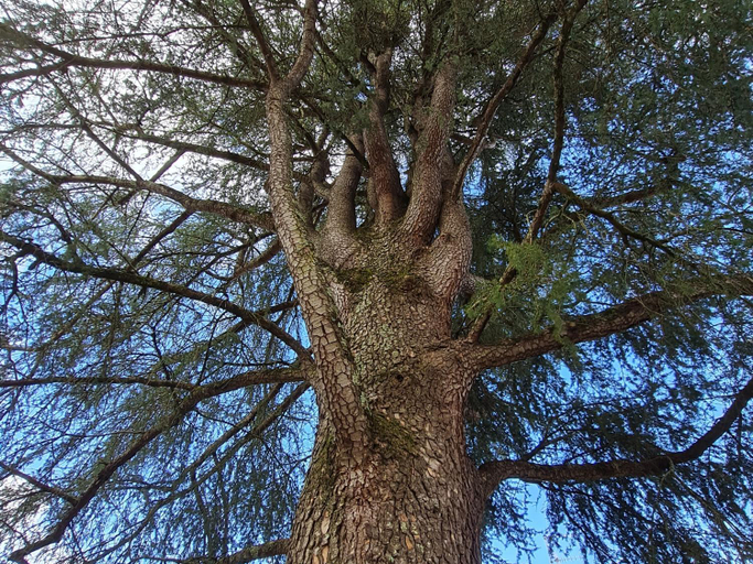 Others 3, Les cedres bleus, Dordogne