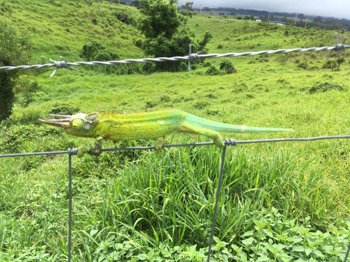 Others 5, Ha'le Kiana, Maui