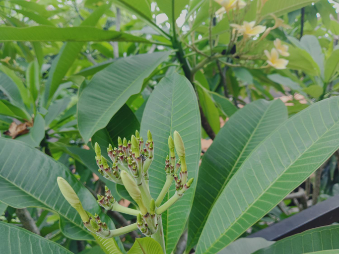 Others 4, Sudana Homestay Ubud, Gianyar