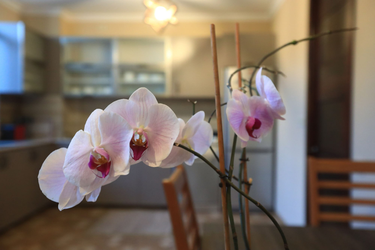 Others 5, Syune Mini Hotel