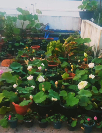Sport & Beauty, Raelyn's Homestay (King Room), Ernakulam