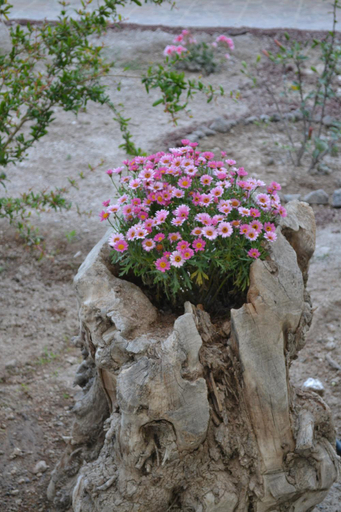Others 5, Floralia, South Aegean