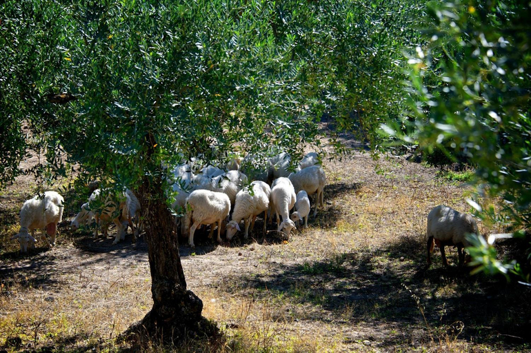 Others 5, Le Querce di Cota, Enna