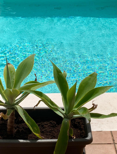 Sport & Beauty 2, Villa Erimar met verwarmd zwembad, Las Palmas
