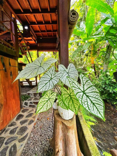 Others 5, Eco Hut by Valley and 7 Waterfalls, Buleleng