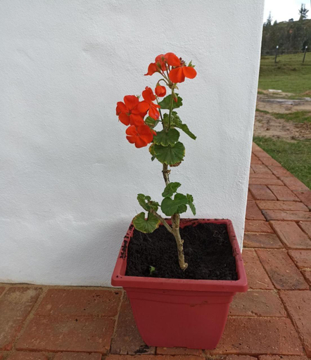 Others 5, Hospedaje Casa Blanca, Guatavita