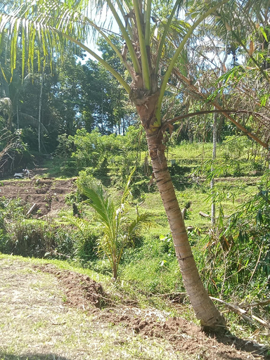 Others 5, duegoal farmhouse, Tabanan