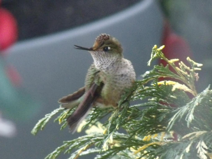 Others 4, Colibri House, Lacar