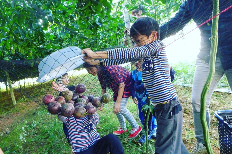 Others 3, Songfun Homestay , Nantou