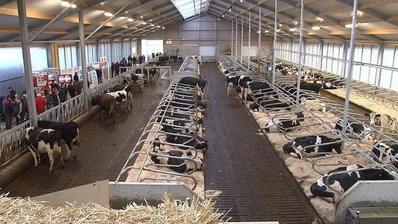 Others 5, Bed and breakfast De Zwanebloem