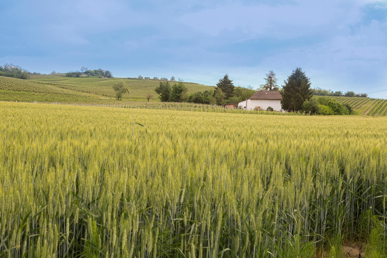 Others 5, White Tail Organic Farm, Alessandria