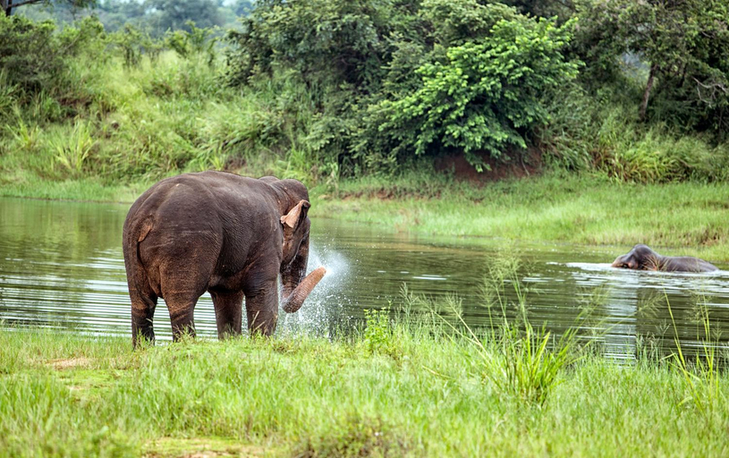 Others 3, Lavendish Wild Safari, Wilgamuwa