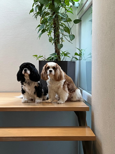 Others 3, Großzugiges Zimmer mit Terrasse am Rheinsteig, Neuwied