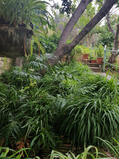 Others 4, Bloom's Studio הסטודיו של בלום