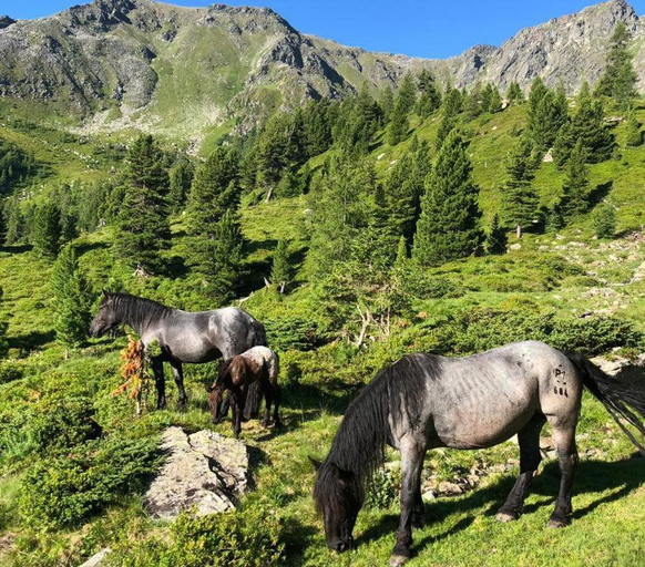 Others 4, Feielhof, Murau