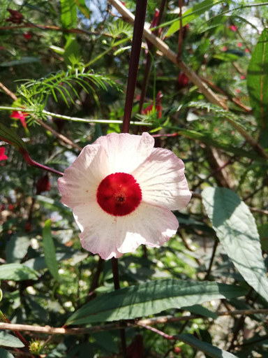 Others 3, Karandi Hostel, Osa