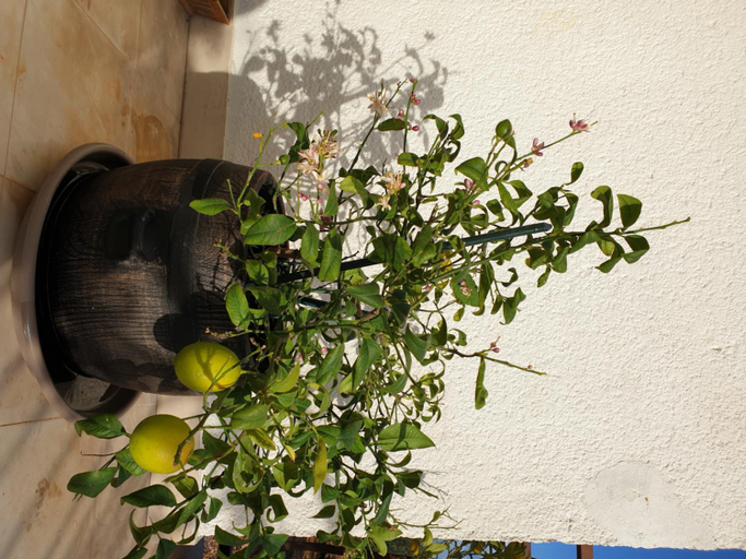 Others 4, LEMON TREE, Trogir