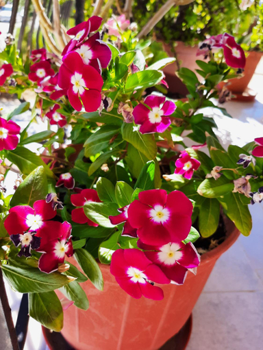 Others 4, Ammousa Hotel Apartments, Ionian Islands