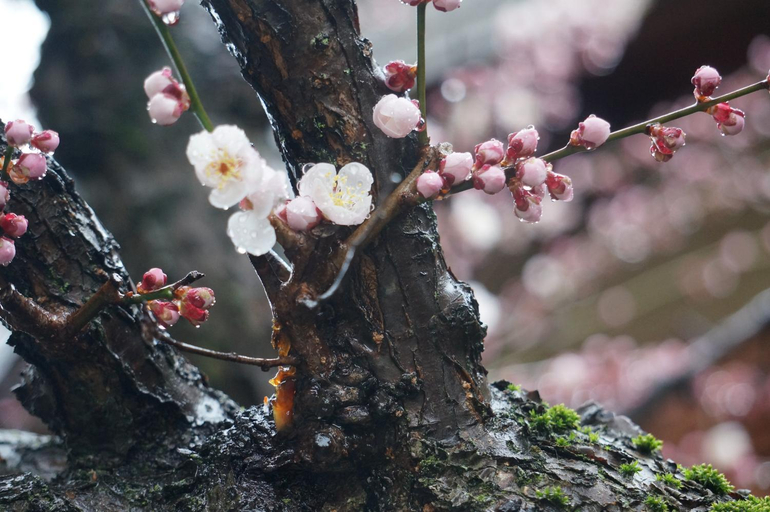 Others 2, Atelier Bee's Knees Bed & Breakfast, Ikoma