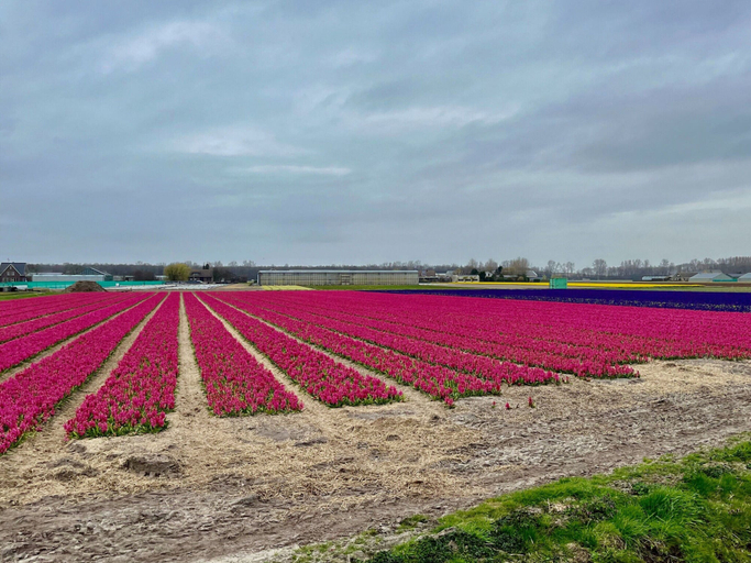 View from property 2, Family Home Near Lake, Beach and Dunes, Noordwijk