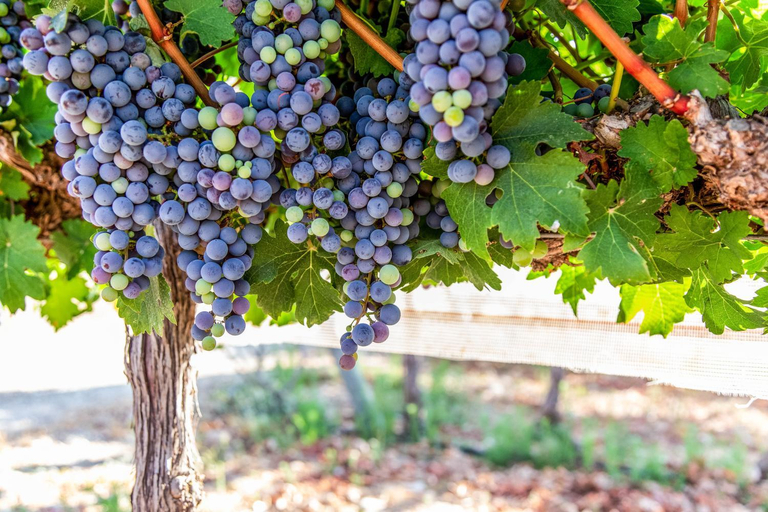 Others 3, Mettler Winery