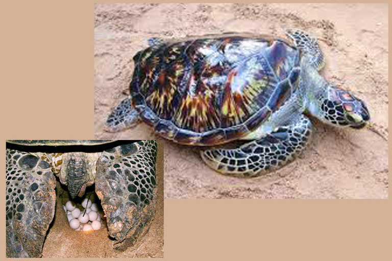 Others 1, Randu Homestay and Restaurant, Tangalle