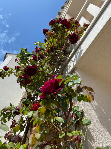 Exterior view 5, Apartments Lovely Croatia, Bol