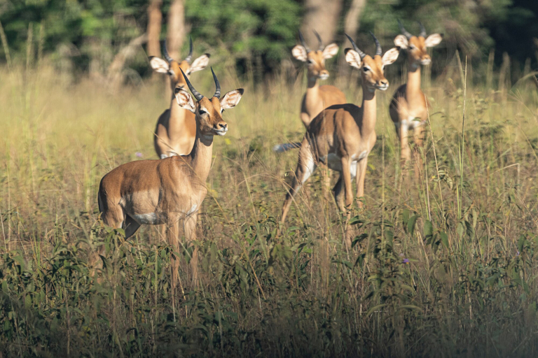 Others 5, Langani Safari