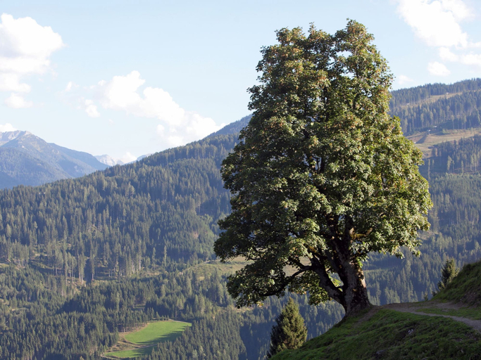Others 4, Appartment Roswitha, Sankt Johann im Pongau