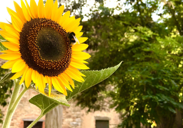 B&B Giuncaia17, Grosseto