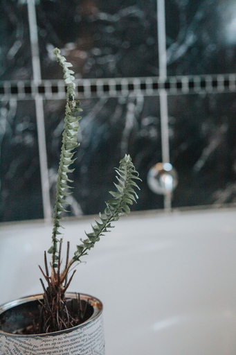 Bathroom 3, Bailey Country House, Chris Hani