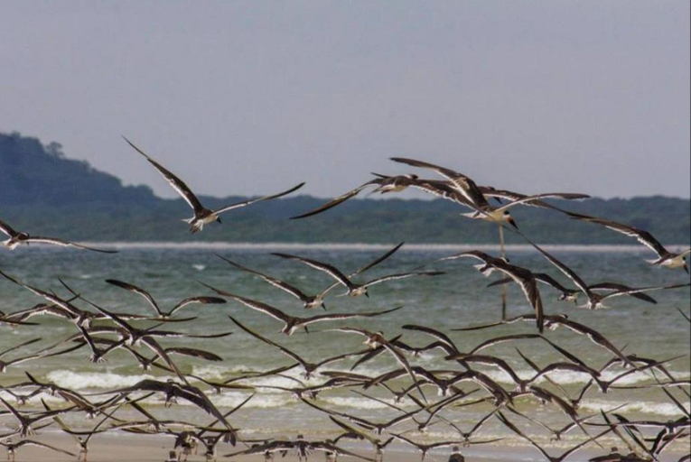 Others 5, Ilha das Pecas Lagamar, Guaraqueçaba