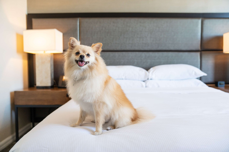Bedroom 5, DoubleTree by Hilton Hotel San Diego - Mission Valley, San Diego