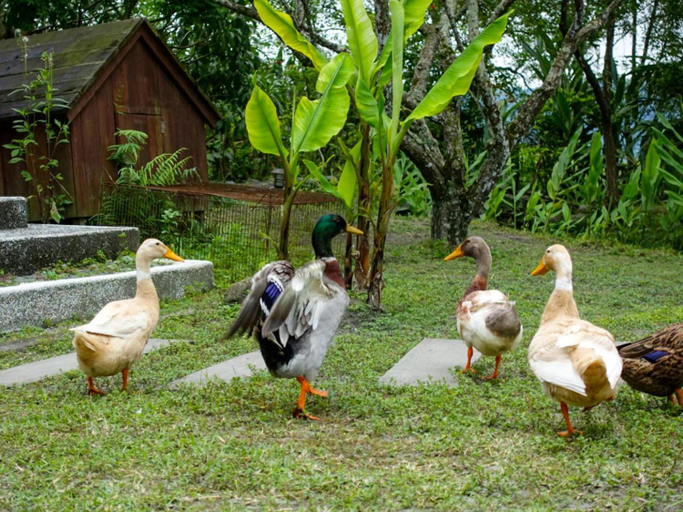 Others 5, Oliver Tree B&B, Hualien
