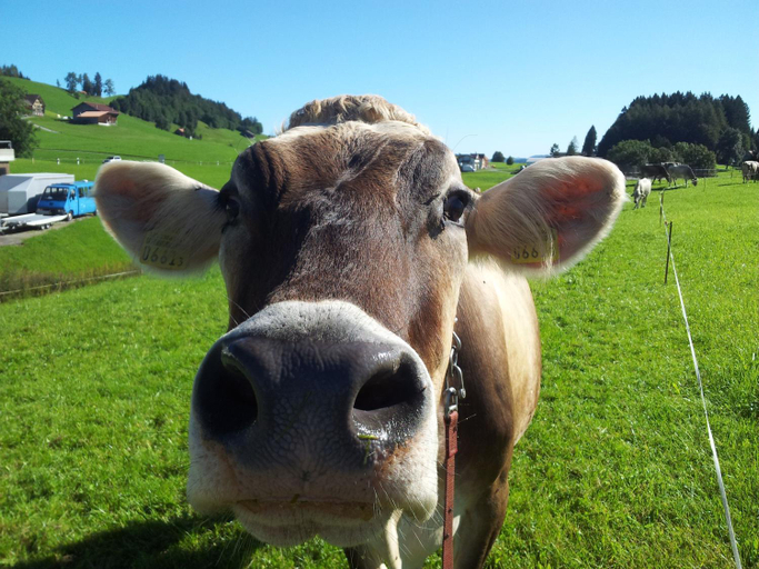 Others 4, Hotel Garni Traube B&B, Appenzell Ausserrhoden