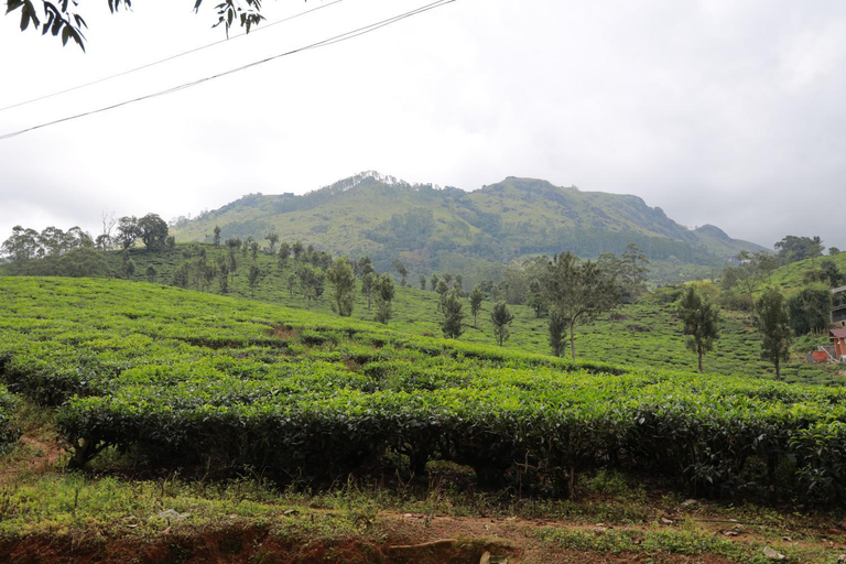 Others 3, Peace Valley Home Stay, Idukki