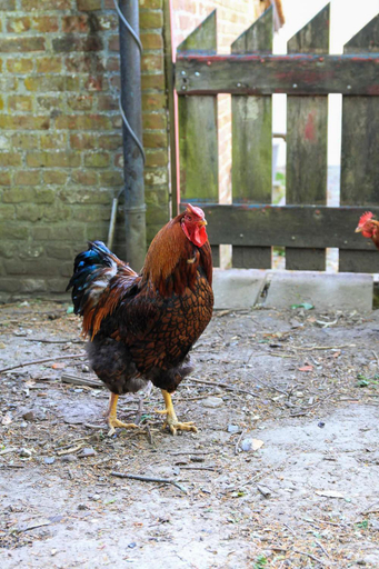 Others 4, B&B Adem, Oost-Vlaanderen