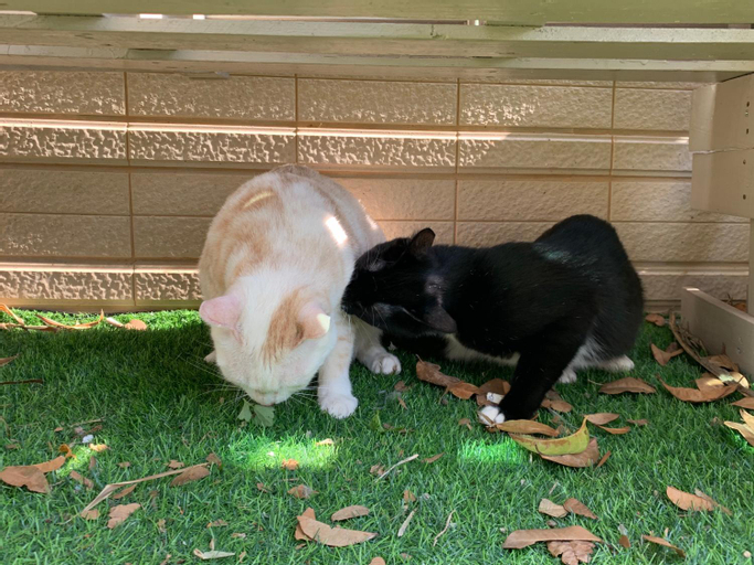 Others 5, White cat BnB, Kinmen