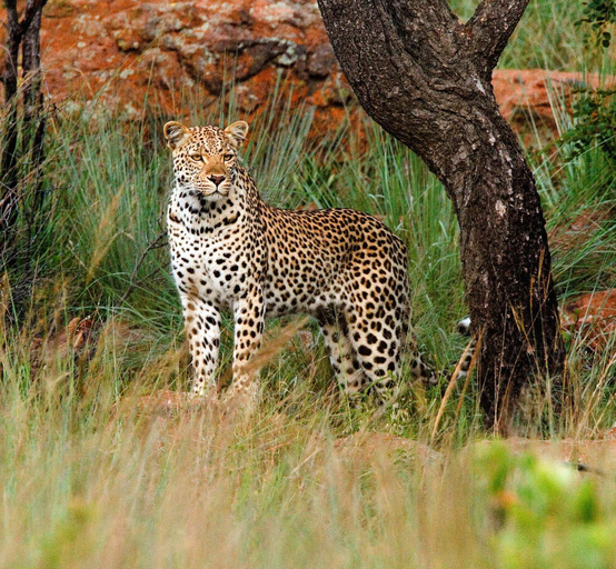 Others 3, Nungubane Game Lodge, Waterberg
