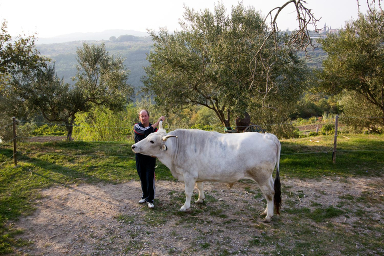 Others 4, Tourist Farm Robivera, Koper