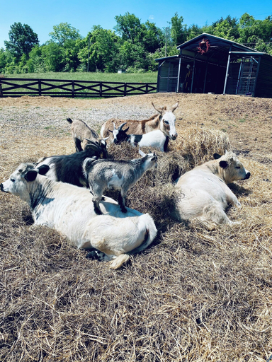 Others 5, Circle T Mini Farms, Knox