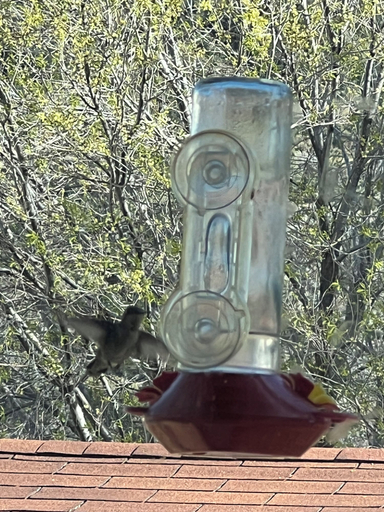 Food & Drinks, Hummingbird Mountain Cottage, Kern