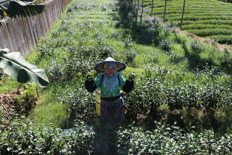 Others 4, De Ren Tea Garden BNB, Chiayi County